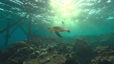 Loggerhead sea turtle swimming around Stock-Footage 235190832