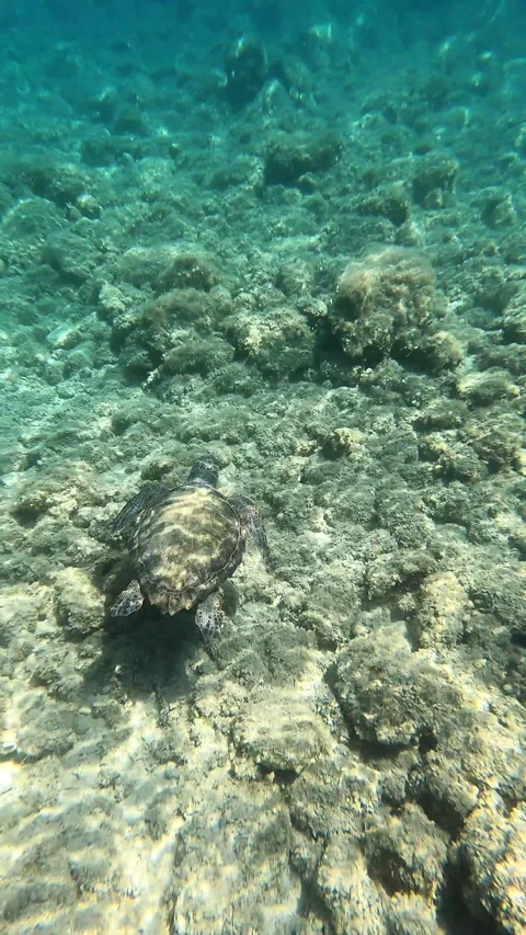Loggerhead Sea Turtle Swimming Beneath Clear Waters of Kefalonia Greece Stock Footage 337826075