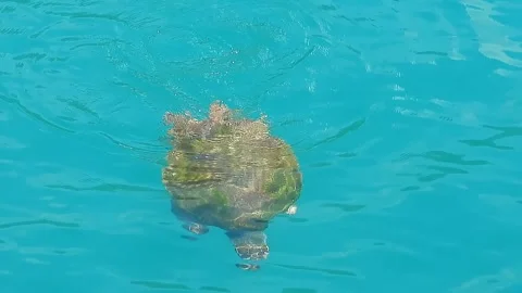 Loggerhead sea turtle swimming, breathing - Reptile Swimming and Turtle Habitat 스톡 동영상 339932036