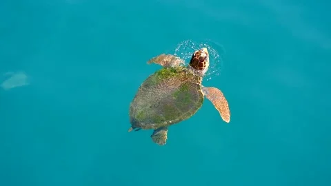 Loggerhead sea turtle swimming, breathing - Underwater Nature and Marine Scene 스톡 동영상 339932088
