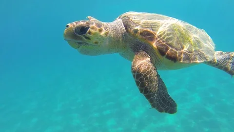 Loggerhead Sea Turtle Swimming in clear blue ocean in Greece Stock Footage 98732264