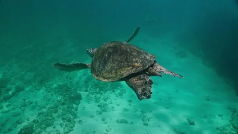 Loggerhead sea turtle swimming in clear blue open ocean water in Maui Stock Footage 275243981