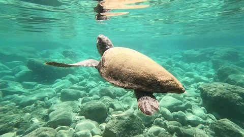 Loggerhead Sea Turtle Swimming in Clear Waters of Kaminia Beach Kefalonia Stock Footage 337508918