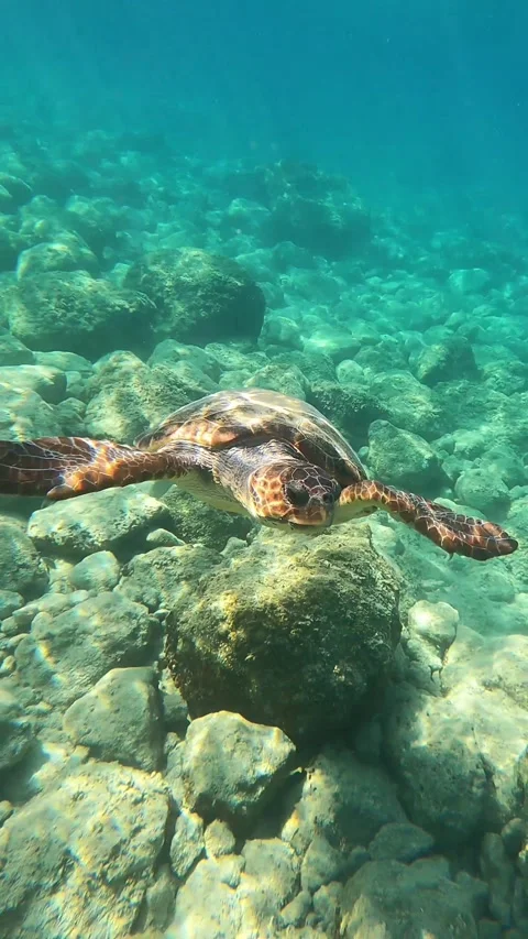 Loggerhead Sea Turtle Swimming in Crystal Clear Kefalonia Waters Video stock 331726424