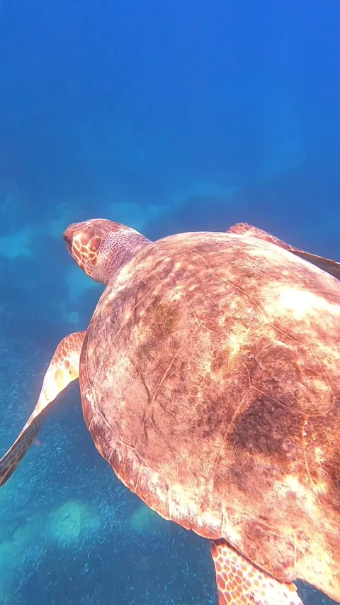 Loggerhead Sea Turtle Swimming In Emplisi Beach | Kefalonia Island, Greece Stock Footage 328262178