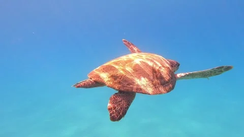 Loggerhead Sea Turtle Swimming In Fteri Beach | Kefalonia Island, Greece Stock Footage 328848517
