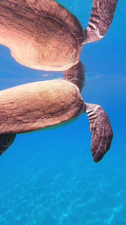 Loggerhead Sea Turtle Swimming in Lefka Beach, Kefalonia Greece Stock Footage 337507967