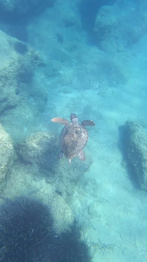 Loggerhead Sea Turtle Swimming In Ligia Beach | Kefalonia Island, Greece Stock Footage 328261748