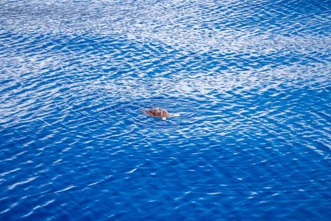 Loggerhead sea turtle swimming in the middle of the ocean on a sunny day Stock Photos