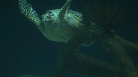A loggerhead sea turtle swimming at night. Stock Footage 36157415