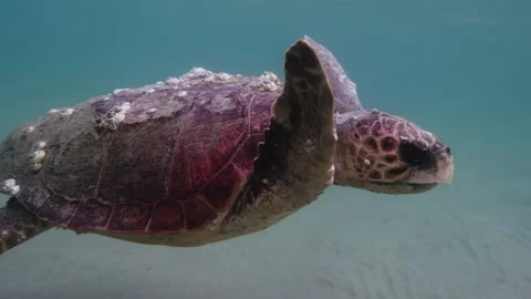 A loggerhead sea turtle swimming in open water Stock Footage 238770982