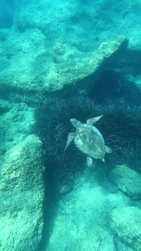 Loggerhead Sea Turtle Swimming In Pessada Beach | Kefalonia Island, Greece Video stock 328261770