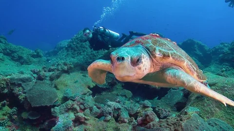 Loggerhead sea turtle swimming with scuba diver on coral reef caribbean reef Stock Footage 76883813