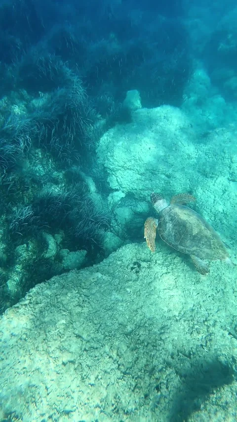 Loggerhead Sea Turtle Swimming In Spasmata Beach | Kefalonia Island, Greece Stock Footage 327986820