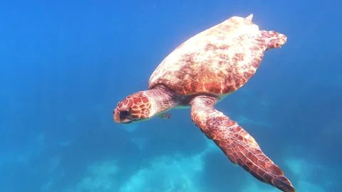 Loggerhead Sea Turtle Swimming Through Turquoise Waters of Mounda Beach Stock Footage 337324229