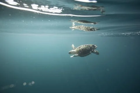 A loggerhead sea turtle swims below surface in clear blue ocean Stockfoto's