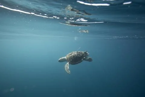 A loggerhead sea turtle swims below surface in clear blue ocean 库存照片