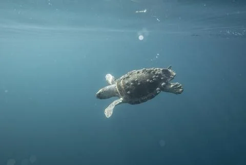 A loggerhead sea turtle swims below surface in clear blue ocean Stock Photos