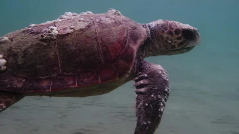 A loggerhead sea turtle swims in open water Stock Footage 238770672