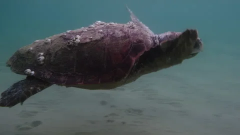 A loggerhead sea turtle swims in open water Stock Footage 238770981