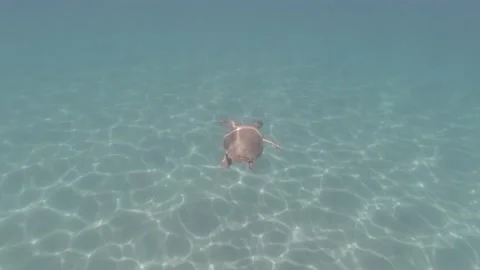 A loggerhead sea turtle swims in the open sea Stock Footage 238773952