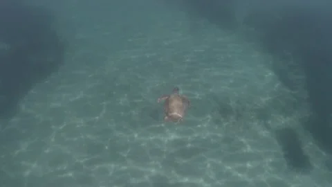 A loggerhead sea turtle swims in the open sea Stock Footage 238774220