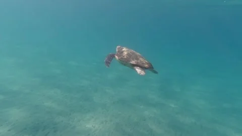 A loggerhead sea turtle swims in the open sea Stock Footage 238774222