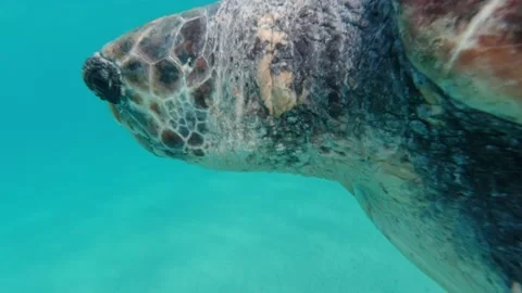 A loggerhead sea turtle swims in the open sea Stock Footage 238774514