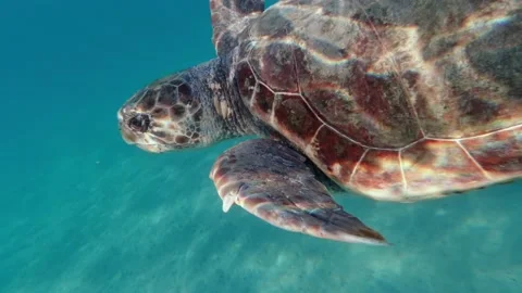 A loggerhead sea turtle swims in the open sea Stock Footage 238774515
