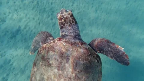 A loggerhead sea turtle swims in the open sea Stock Footage 238774545