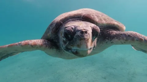 A loggerhead sea turtle swims in the open sea Stock Footage 238774905