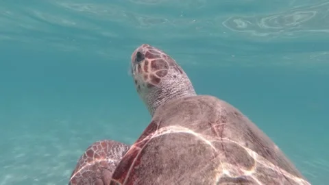 A loggerhead sea turtle swims in the open sea Stock Footage 238780005