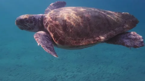 A loggerhead sea turtle swims in the open sea Stock Footage 238837765