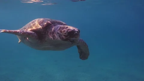 A loggerhead sea turtle swims in the open sea Stock Footage 238837783