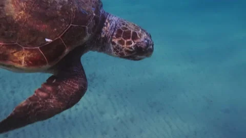 A loggerhead sea turtle swims in the open sea Stock Footage 238837790