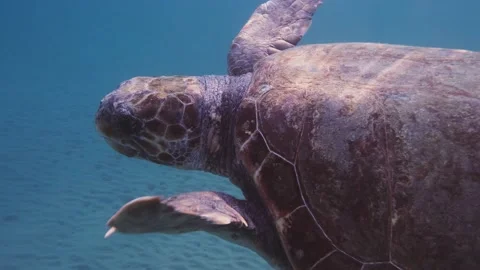 A loggerhead sea turtle swims in the open sea Stock Footage 238837796