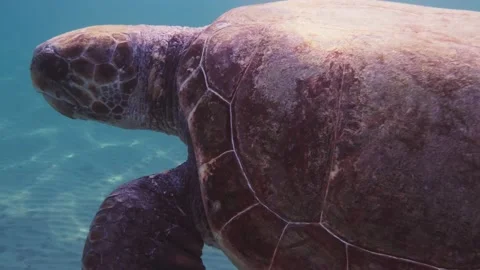 A loggerhead sea turtle swims in the open sea Stock Footage 238837834