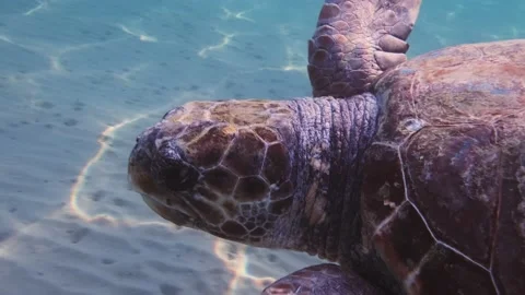 A loggerhead sea turtle swims in the open sea Stock Footage 238837835