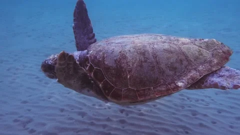 A loggerhead sea turtle swims in the open sea Stock Footage 238837843