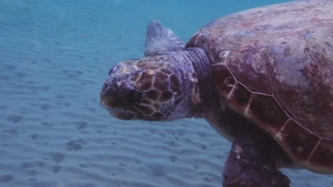 A loggerhead sea turtle swims in the open sea Stock Footage 238837844