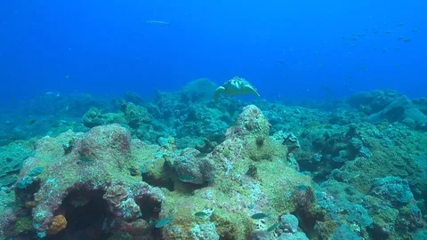 Loggerhead sea turtle Swims Toward Camera Stock Footage 79227000