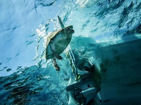 The loggerhead sea turtle is threatened by the impact screw sailing ship in the Stock Photos