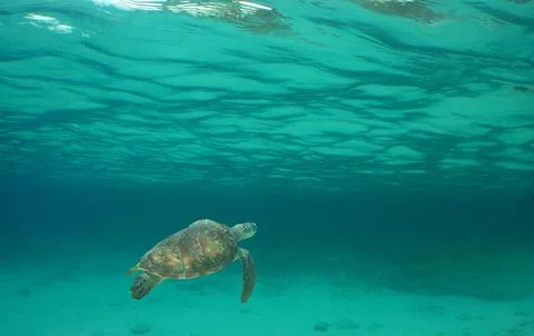 Loggerhead sea turtle under blue tranquil water Foto stock