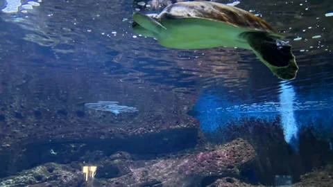 Loggerhead Sea Turtle Underwater Video stock 302861579