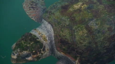 Loggerhead sea turtle underwater moving then emerging above water surface to cat Stock-Footage 231260217