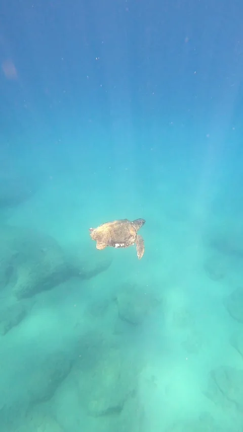 Loggerhead Sea Turtle Underwater at Spithi Beach Kefalonia Greece Stock Footage 339259569
