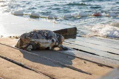 Loggerhead sea turtle washed ashore near water Stock Photos