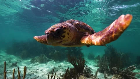 Loggerhead Sea Turtle Waving At Camera Swimming By 스톡 동영상 236165717
