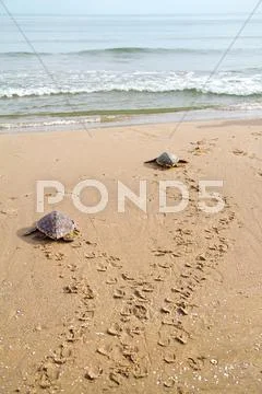 Loggerhead sea turtles Stock Photos