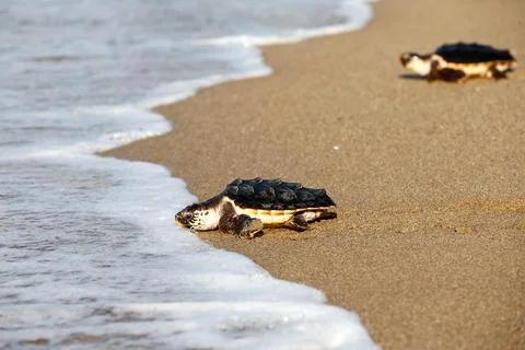 Loggerhead sea turtles released in Castelldefels, Castelldefels Barcelona, Spain Stock Photos